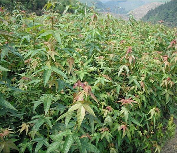 青楓樹的優(yōu)勢(shì) 青楓樹的優(yōu)勢(shì)