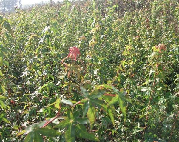 青楓樹的優(yōu)勢(shì) 青楓樹的優(yōu)勢(shì)