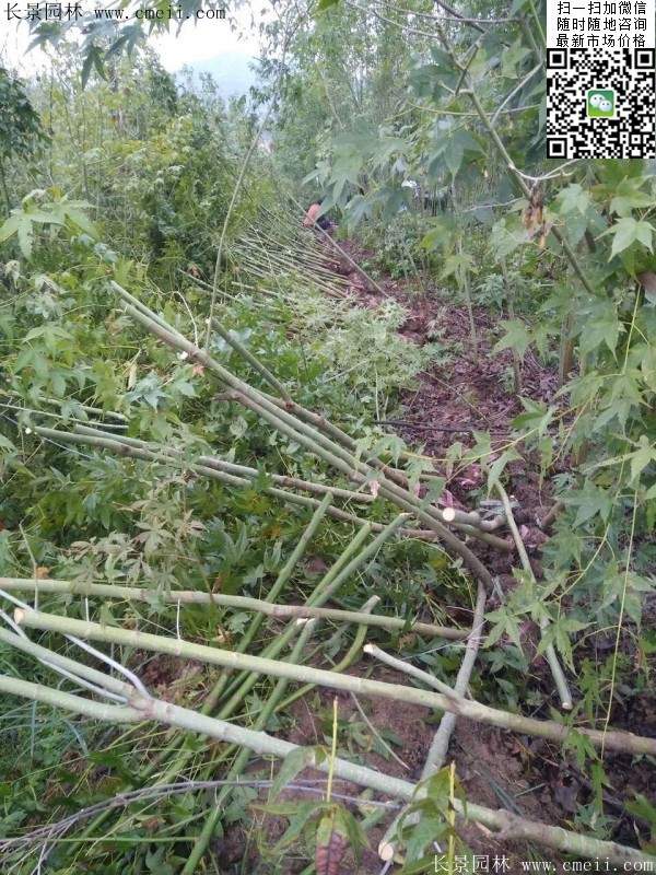 優(yōu)質(zhì)青楓樹