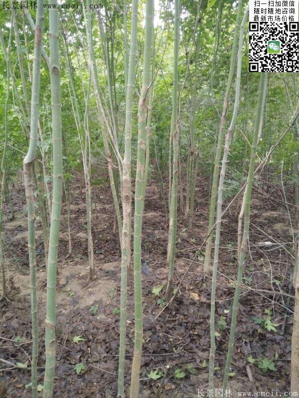 優(yōu)質(zhì)青楓樹