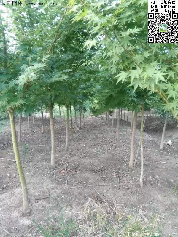 優(yōu)質(zhì)青楓樹
