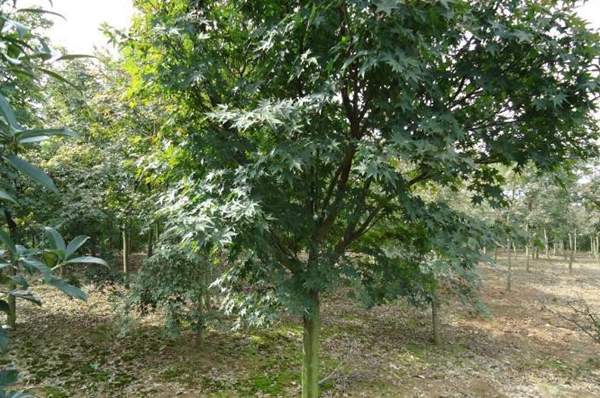 沭陽青楓樹的價(jià)格 沭陽青楓樹的價(jià)格