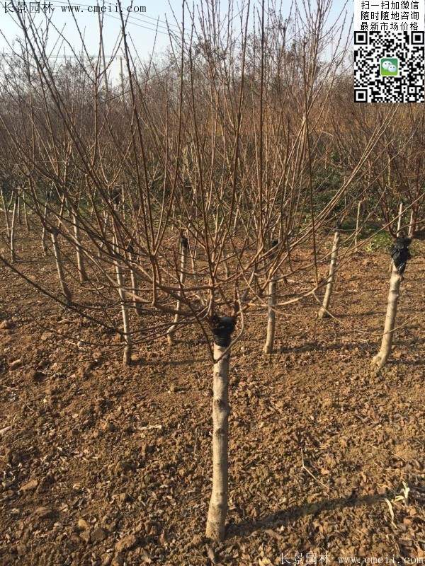 沭陽的榆葉梅樹 沭陽的榆葉梅樹