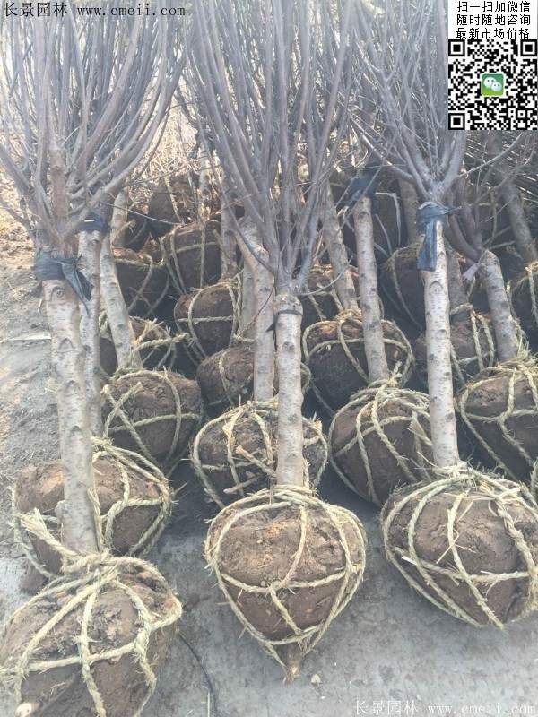 榆葉梅園林綠化 榆葉梅園林綠化