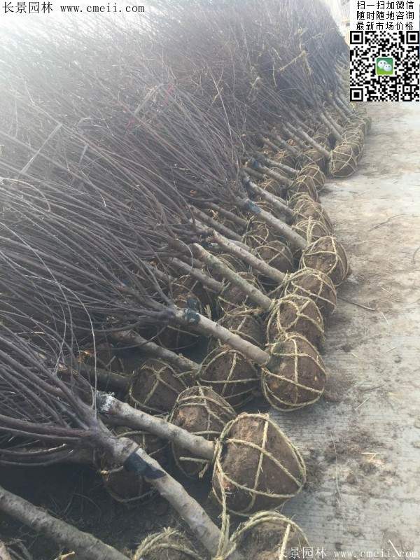 榆葉梅園林綠化 榆葉梅園林綠化