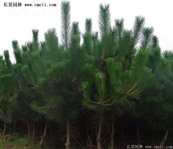 沭陽黑松苗、黑松樹 沭陽黑松苗、黑松樹