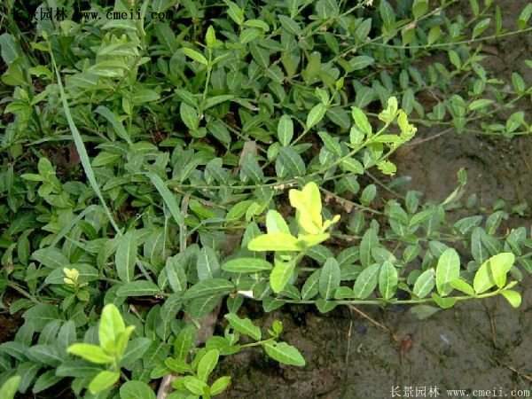 扶芳藤規格 扶芳藤規格