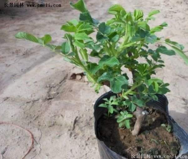 低價銷售優質玫瑰苗