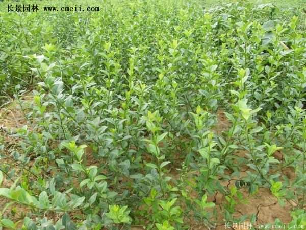 沭陽扶芳藤價格 沭陽扶芳藤價格