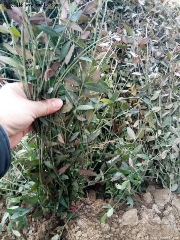 沭陽扶芳藤價格 沭陽扶芳藤價格