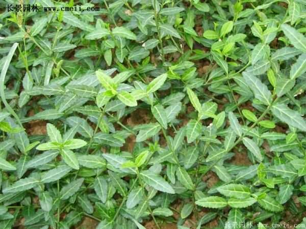 扶芳藤綠化 扶芳藤綠化