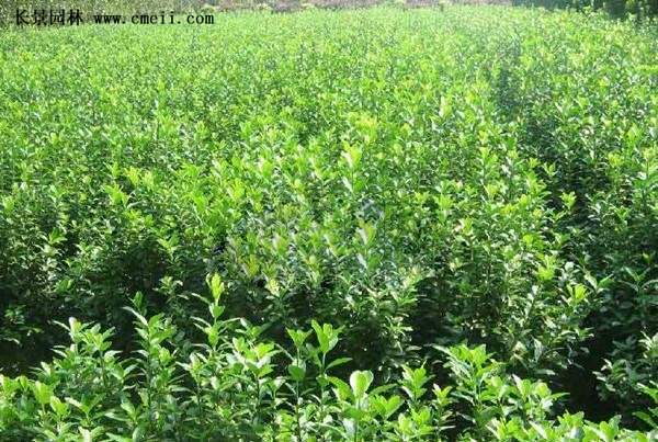 沭陽扶芳藤 沭陽扶芳藤