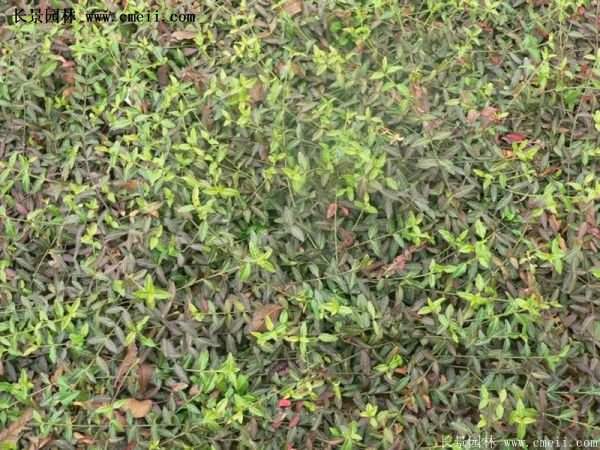 沭陽低價扶芳藤 沭陽低價扶芳藤