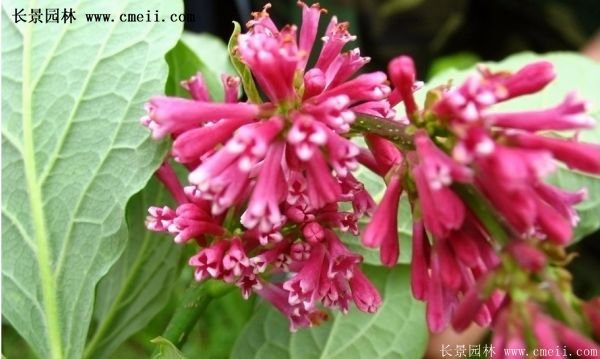 沭陽紅王子錦帶花 沭陽紅王子錦帶花