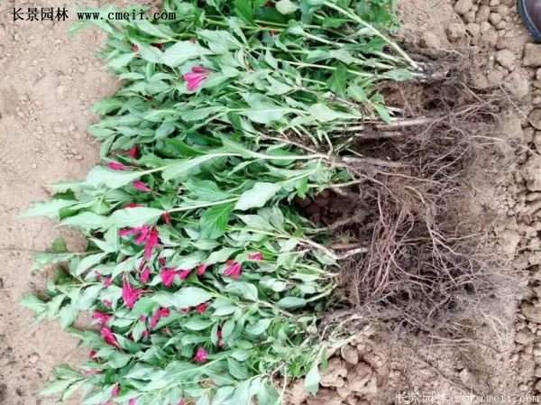 紅王子錦帶價格 紅王子錦帶價格