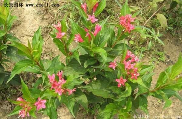 紅王子錦帶品種 紅王子錦帶品種