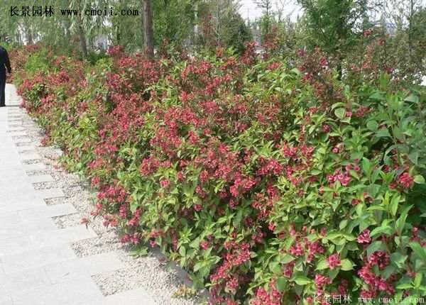 紅王子錦帶 紅王子錦帶