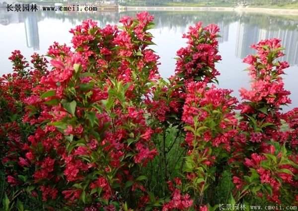 紅王子錦帶 紅王子錦帶