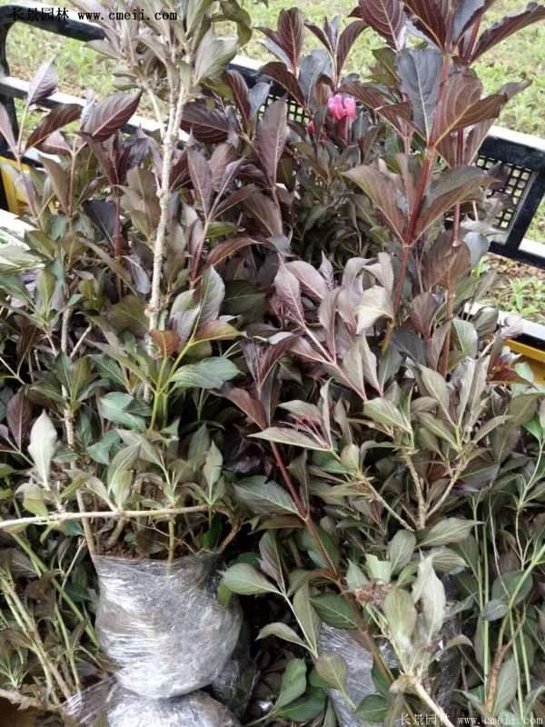 紅王子錦帶花 紅王子錦帶花