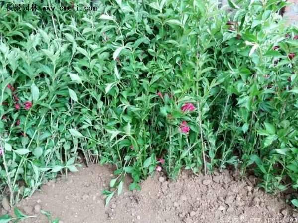 沭陽(yáng)紅王子錦帶苗