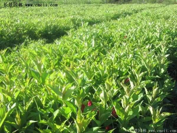 紅王子錦帶工程苗 紅王子錦帶工程苗