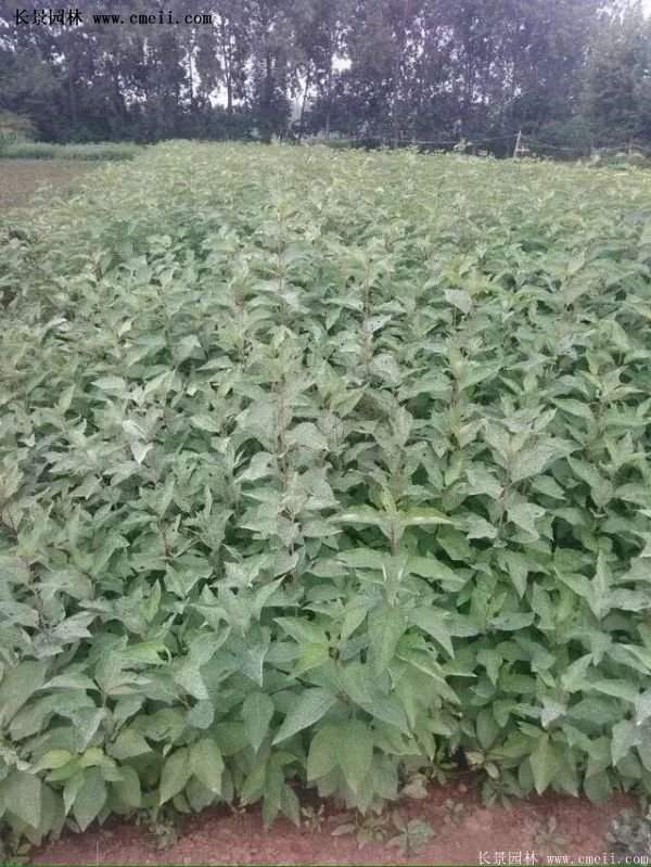 紅王子錦帶價格 紅王子錦帶價格