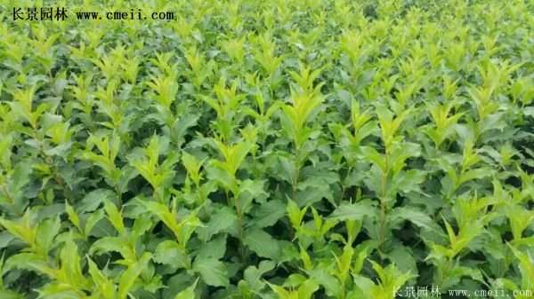 紅王子錦帶價格 紅王子錦帶價格