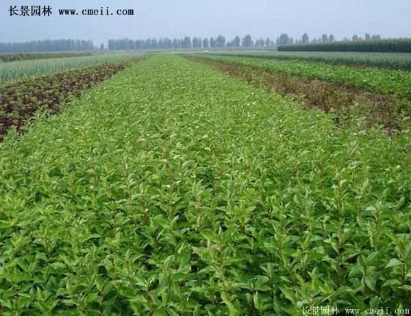 紅瑞木產地 紅瑞木產地