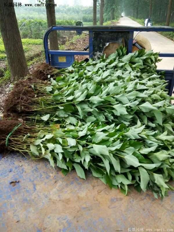 紅瑞木產地 紅瑞木產地
