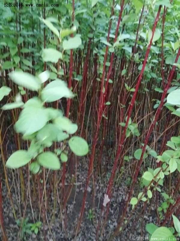 紅瑞木產地 紅瑞木產地