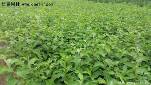 沭陽特價紅瑞木苗 沭陽特價紅瑞木苗