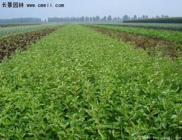 沭陽紅瑞木價(jià)格