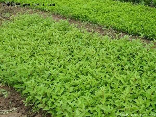 沭陽紅瑞木價(jià)格