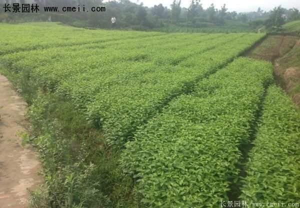 沭陽紅瑞木價(jià)格