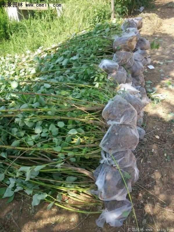 沭陽紅瑞木價(jià)格