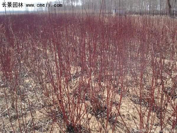 沭陽紅瑞木價(jià)格