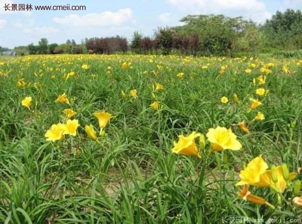 金娃娃萱草多少錢(qián)一棵?