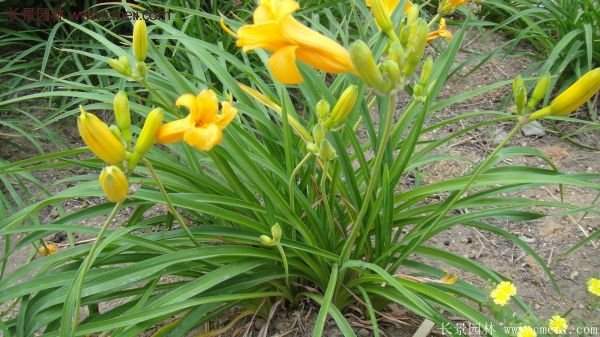 金娃娃萱草多少錢(qián)一棵?