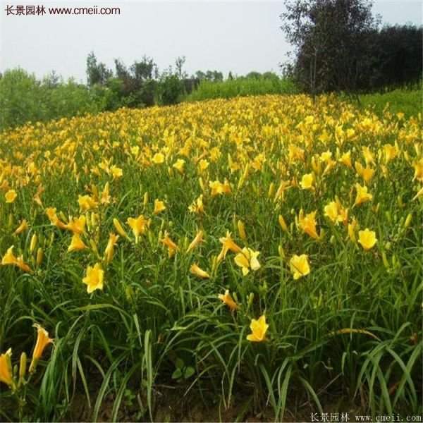 金娃娃萱草多少錢(qián)一棵?