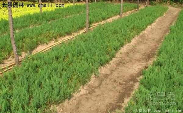 沭陽(yáng)的鋪地柏