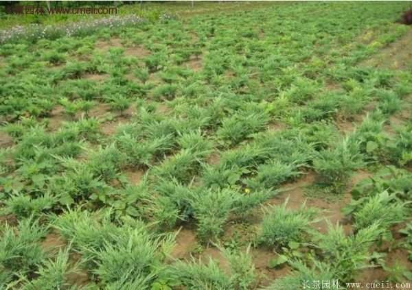 2016沭陽(yáng)地柏價(jià)格