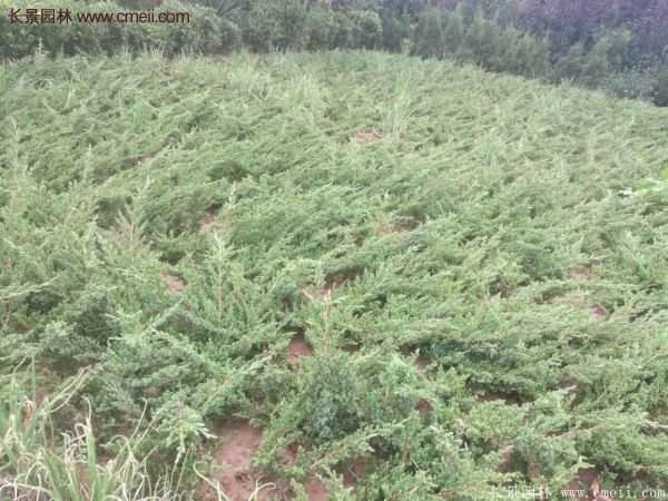 2016沭陽(yáng)地柏價(jià)格