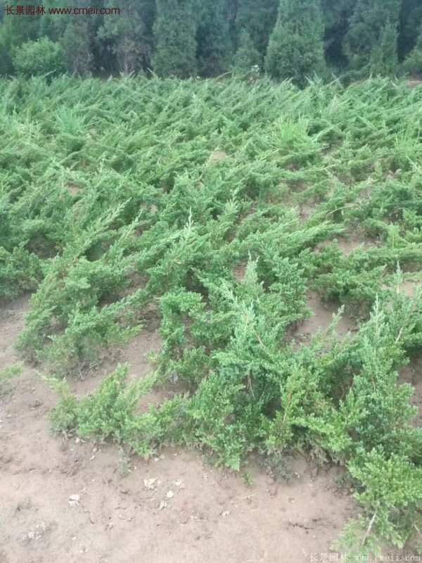 2016沭陽(yáng)地柏價(jià)格