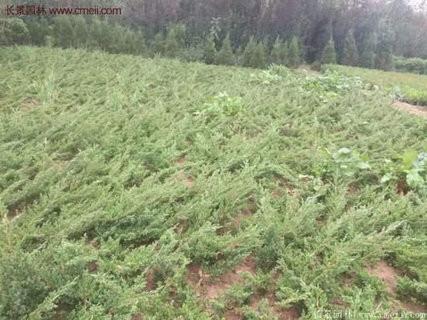 2016沭陽(yáng)地柏價(jià)格