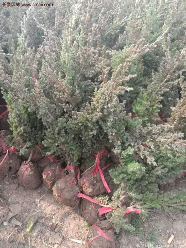 2016沭陽(yáng)地柏價(jià)格