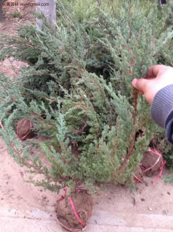 2016沭陽(yáng)地柏價(jià)格