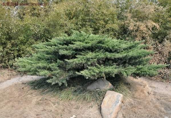 2016沭陽(yáng)地柏價(jià)格