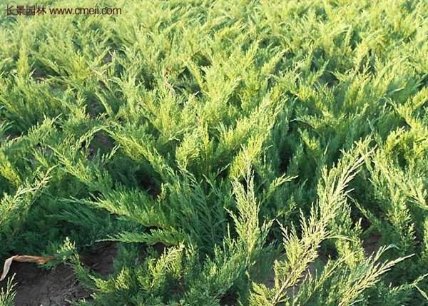 沭陽沙地柏基地 沭陽沙地柏基地