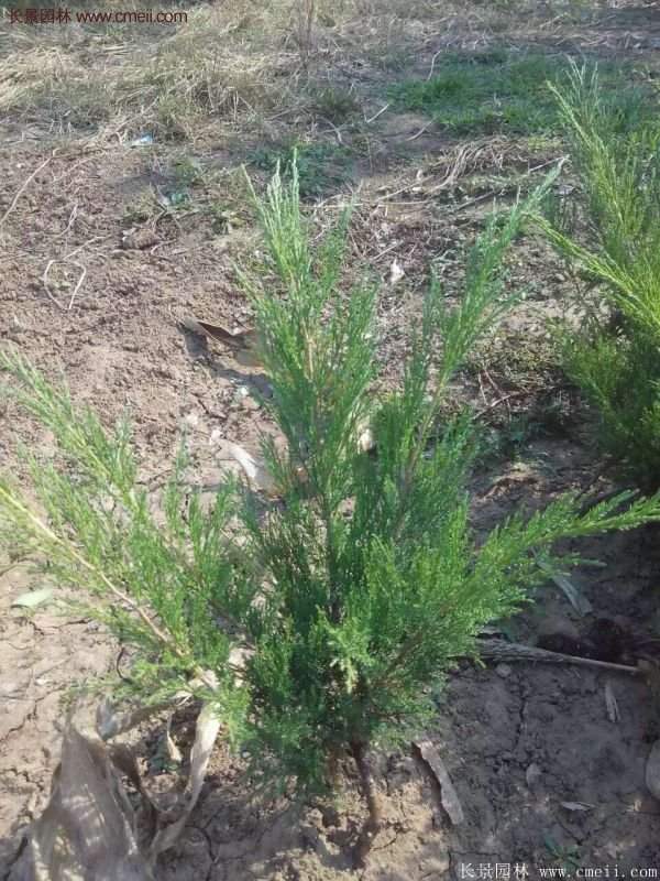 沭陽(yáng)沙地柏基地