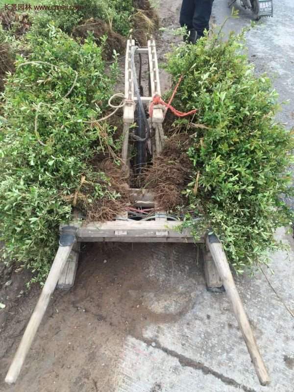 沭陽火棘苗、火棘球 沭陽火棘苗、火棘球